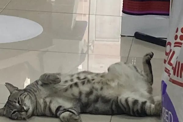 Balçova Kerem Petshop - Resim 3