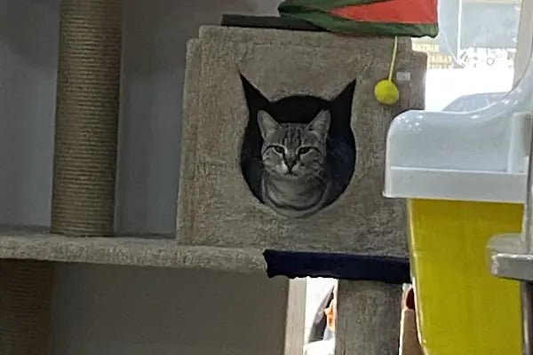 Balçova Kerem Petshop - Resim 15