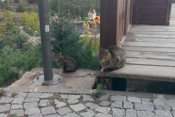 Çamlıdere Belediyesi Mehmet Ertürk Aile Parkı - Resim 4