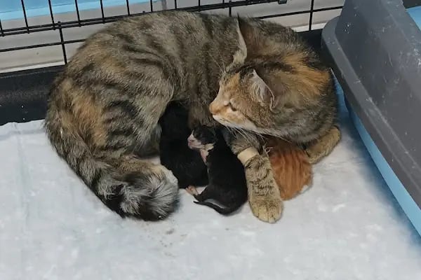 Konya Venüs Veteriner Kliniği - Resim 11