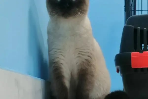 Konya Venüs Veteriner Kliniği - Resim 10