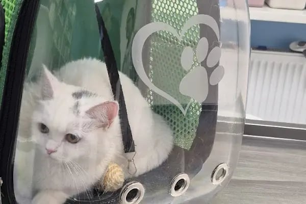 Konya Venüs Veteriner Kliniği - Resim 14