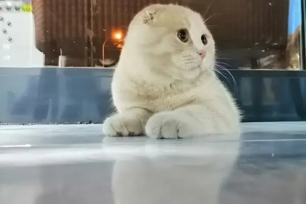 Konya Venüs Veteriner Kliniği - Resim 8