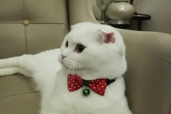 Konya Venüs Veteriner Kliniği - Resim 3