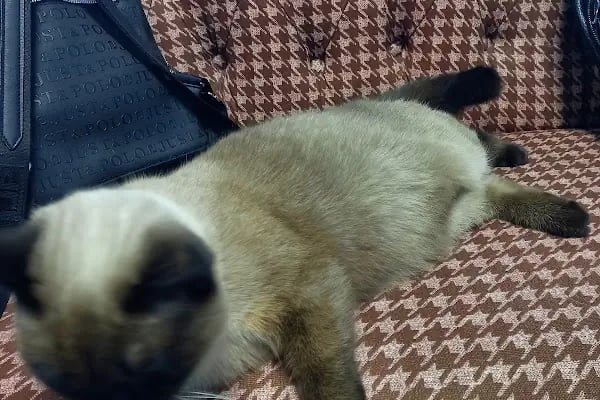 Konya Venüs Veteriner Kliniği - Resim 9