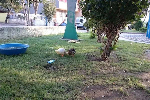 Kardeşlik Parkı - Resim 5
