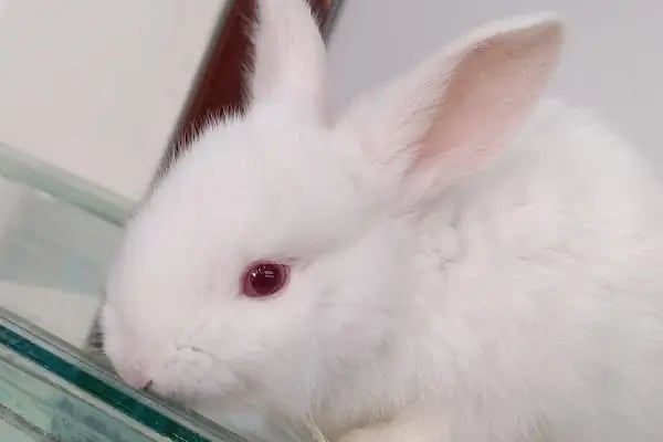 EKO AKVARYUM PETSHOP - Resim 11