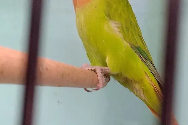EKO AKVARYUM PETSHOP - Resim 9