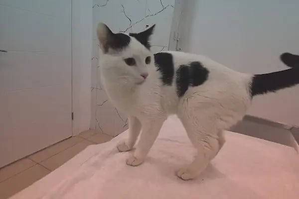 Can Yoldaş Veteriner Kliniği - Resim 7