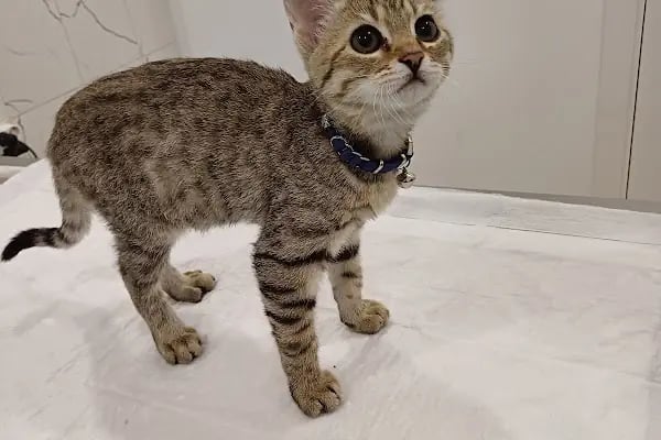 Can Yoldaş Veteriner Kliniği - Resim 13