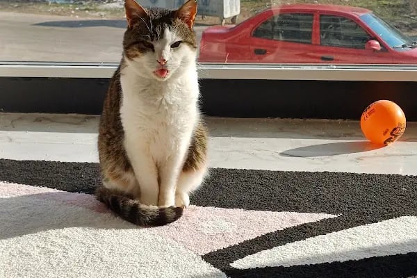 Can Yoldaş Veteriner Kliniği - Resim 6
