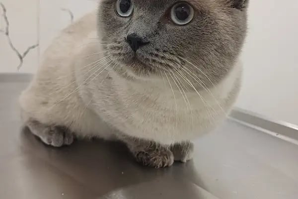 Can Yoldaş Veteriner Kliniği - Resim 19