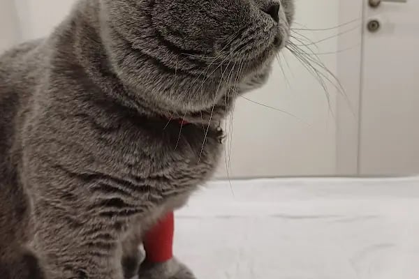 Can Yoldaş Veteriner Kliniği - Resim 3