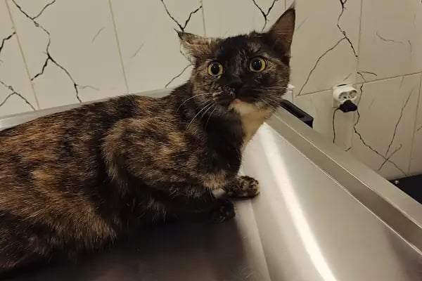 Can Yoldaş Veteriner Kliniği - Resim 20