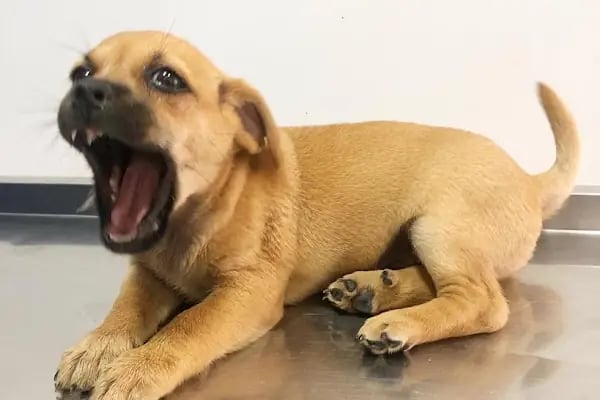 VetCore Veteriner Kliniği - Resim 4