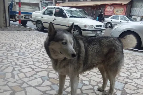 Sır Süpermarket Erol Sır - Resim 19