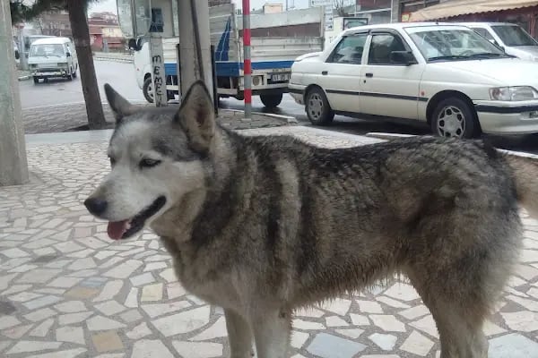 Sır Süpermarket Erol Sır - Resim 15