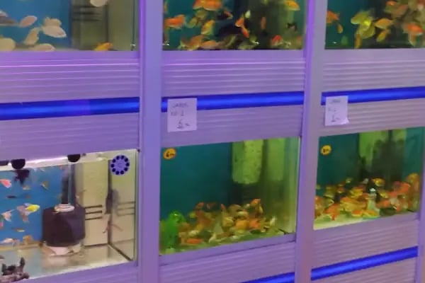 Salih PETSHOP - Resim 8