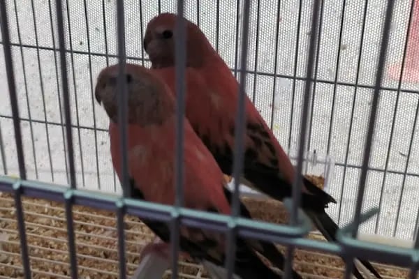 Salih PETSHOP - Resim 11