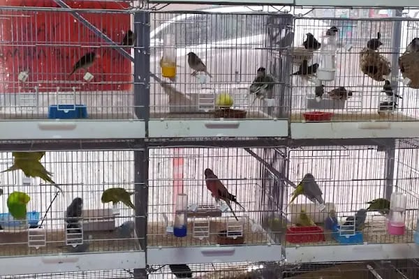 Salih PETSHOP - Resim 2