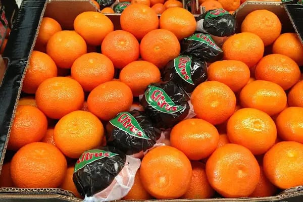 Polat Narenciye (Polat Citrus Industry) - Resim 4
