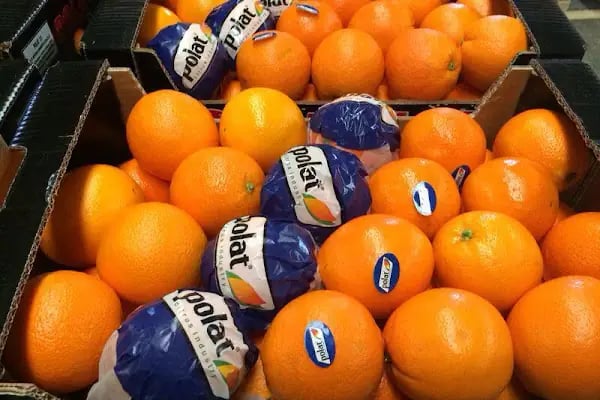 Polat Narenciye (Polat Citrus Industry) - Resim 7