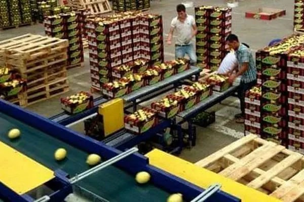 Polat Narenciye (Polat Citrus Industry) - Resim 10