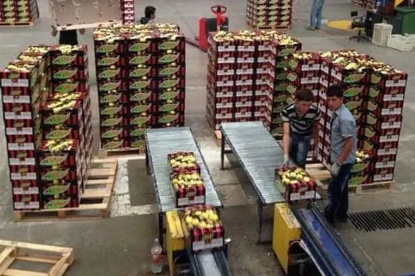 Polat Narenciye (Polat Citrus Industry) - Resim 5