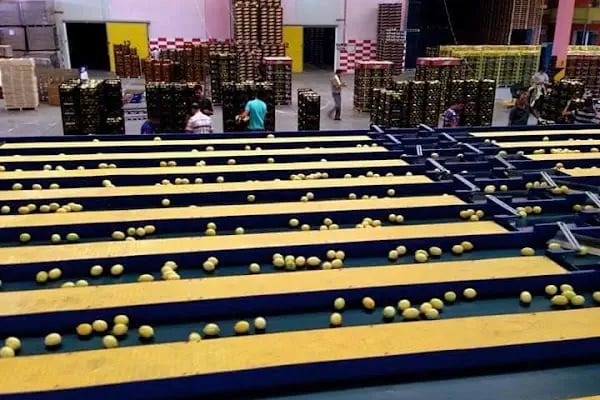 Polat Narenciye (Polat Citrus Industry) - Resim 8
