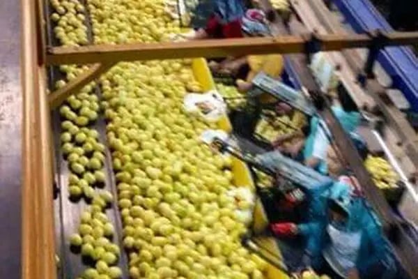 Polat Narenciye (Polat Citrus Industry) - Resim 2