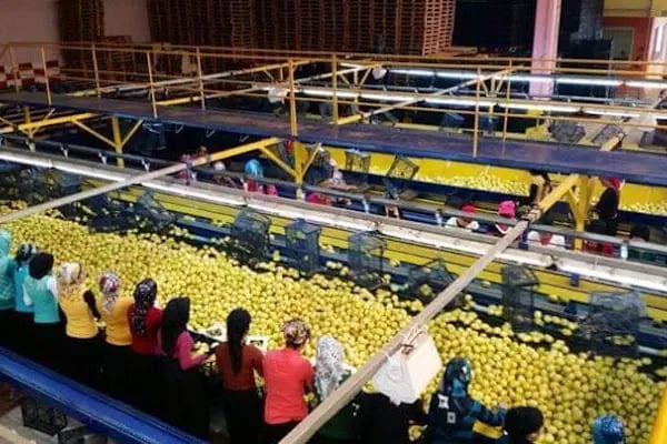 Polat Narenciye (Polat Citrus Industry) - Resim 13