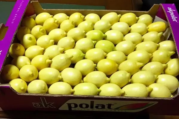 Polat Narenciye (Polat Citrus Industry) - Resim 12