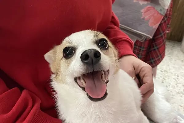 Maslak Vet Zoo Veteriner Kliniği - Resim 18