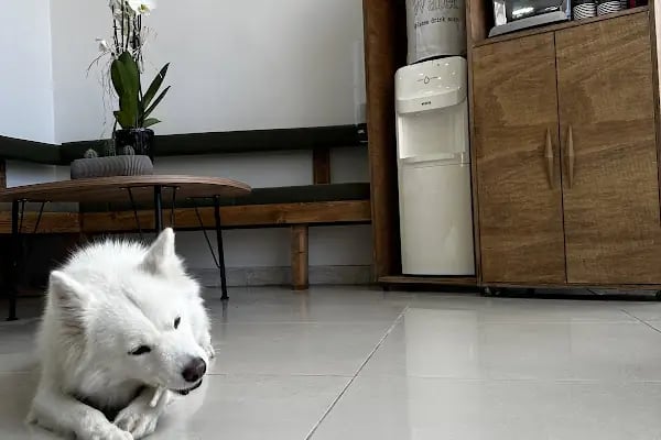 Maslak Vet Zoo Veteriner Kliniği - Resim 4