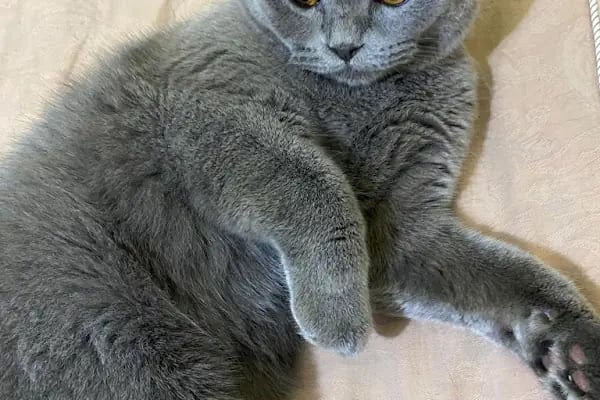 Maslak Vet Zoo Veteriner Kliniği - Resim 7