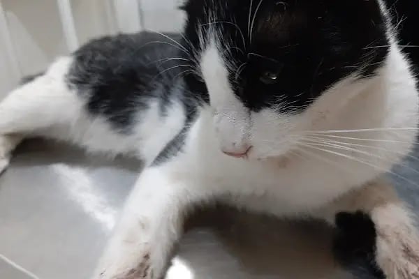 Maslak Vet Zoo Veteriner Kliniği - Resim 11