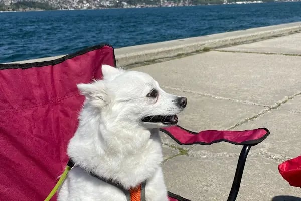 Maslak Vet Zoo Veteriner Kliniği - Resim 17