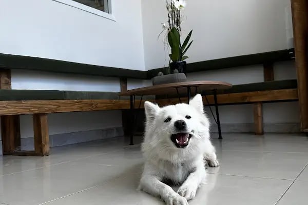 Maslak Vet Zoo Veteriner Kliniği - Resim 12