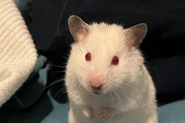 Maslak Vet Zoo Veteriner Kliniği - Resim 5