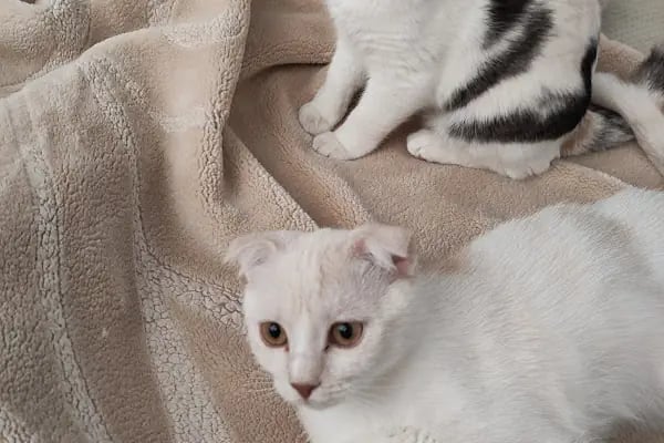 Maslak Vet Zoo Veteriner Kliniği - Resim 14