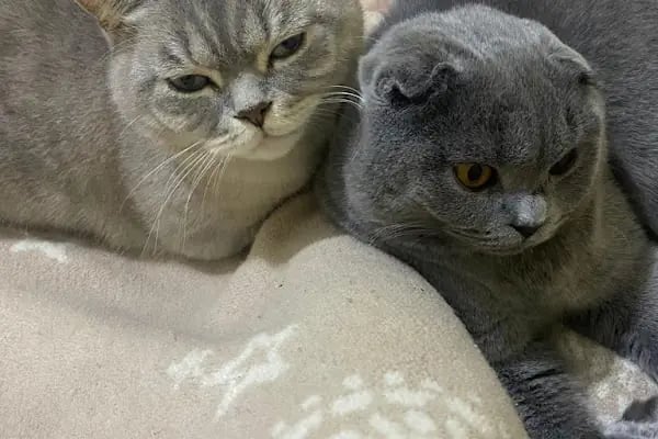 Maslak Vet Zoo Veteriner Kliniği - Resim 16