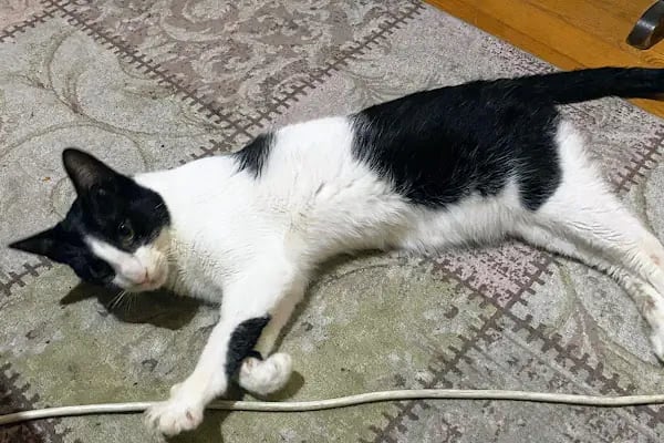 Maslak Vet Zoo Veteriner Kliniği - Resim 15