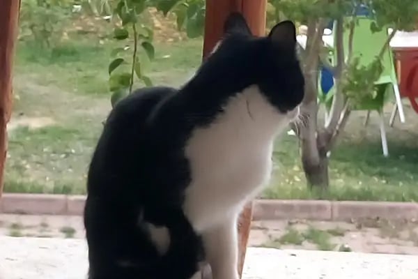 Kızılören Kirazlı Bahçe Et Mangal - Resim 16