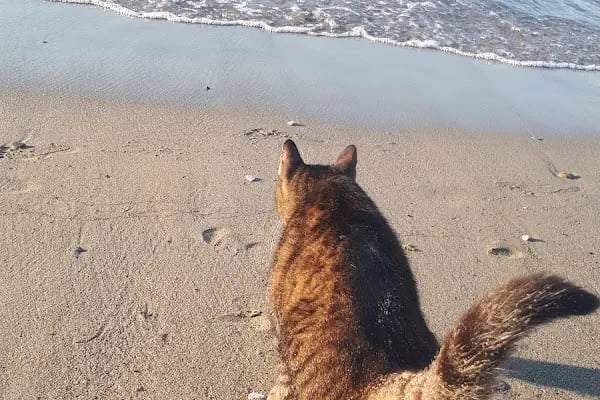 Alanya Belediyesi Halk Plajı - Resim 12
