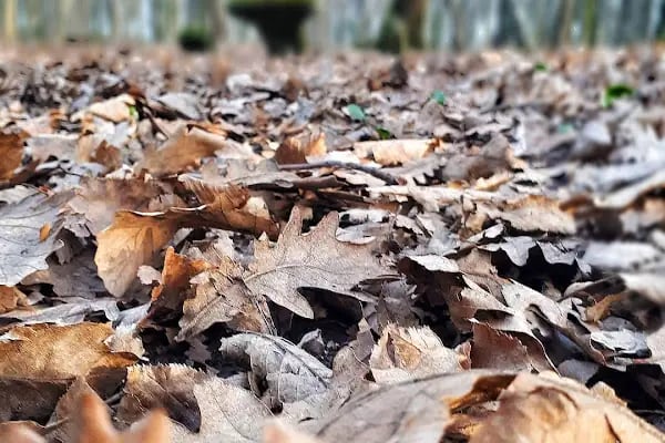 Falih Rıfkı Atay Tabiat Parkı - Resim 16