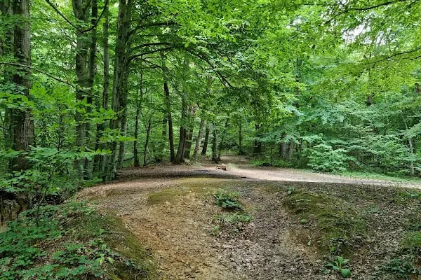 Falih Rıfkı Atay Tabiat Parkı - Resim 3