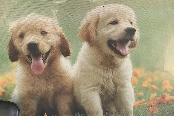 Kartepe Veteriner Kliniği - Resim 12