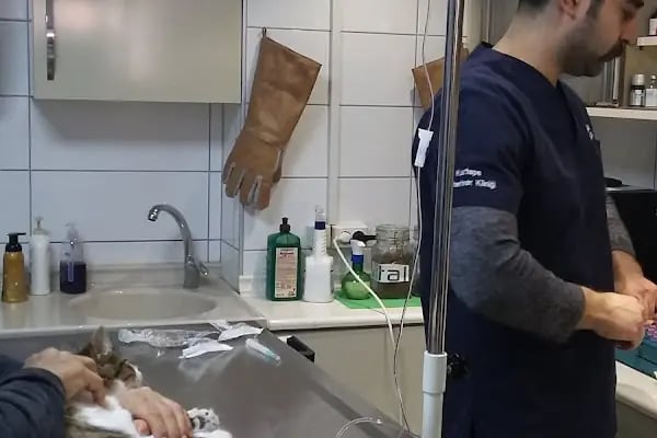 Kartepe Veteriner Kliniği - Resim 17