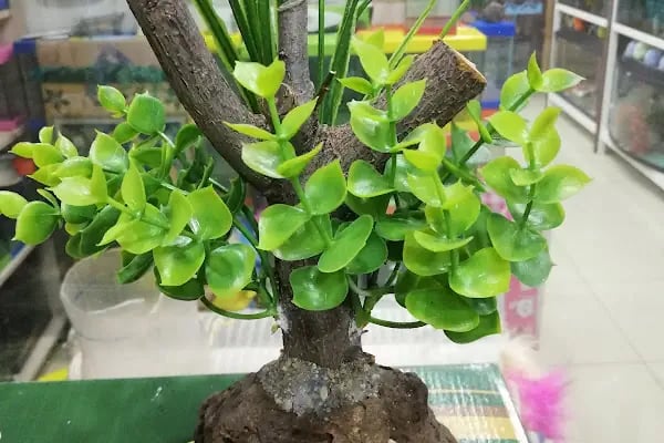 Akvaryum park Pet Shop ve kuş galerisi - Resim 18