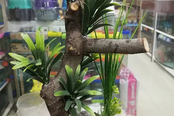 Akvaryum park Pet Shop ve kuş galerisi - Resim 10